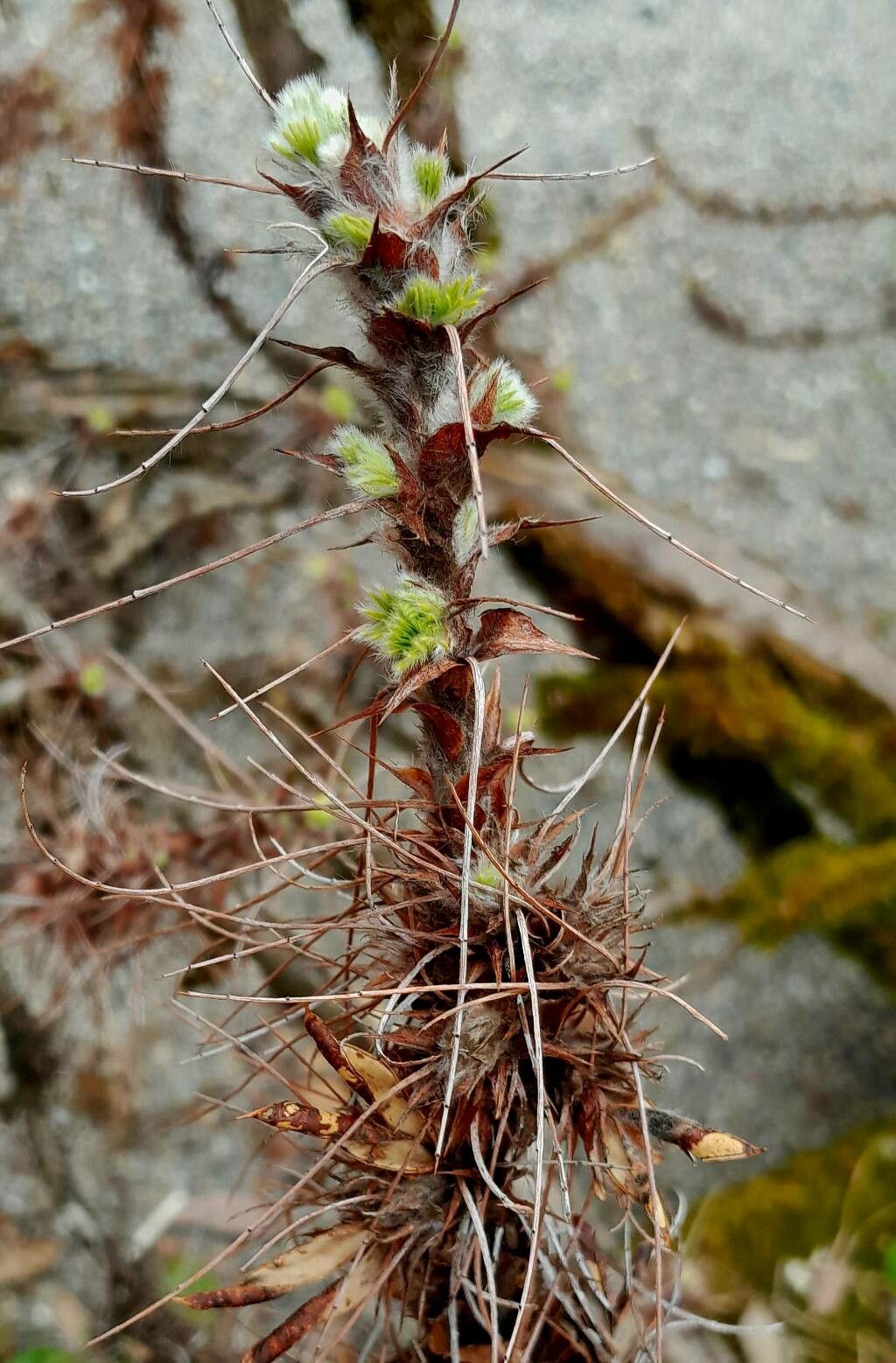 Caragana jubata — search result for 'Caragana'