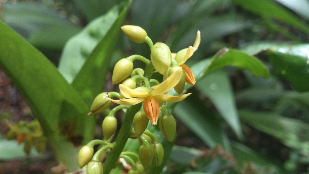Ouratea crassinervia flower