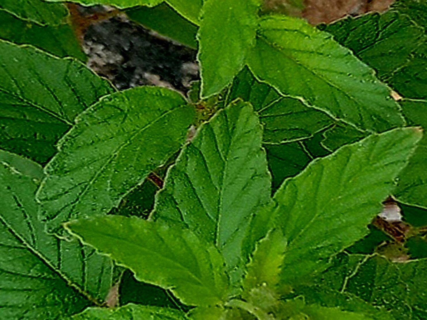 Piriqueta guianensis — related species from the same genus