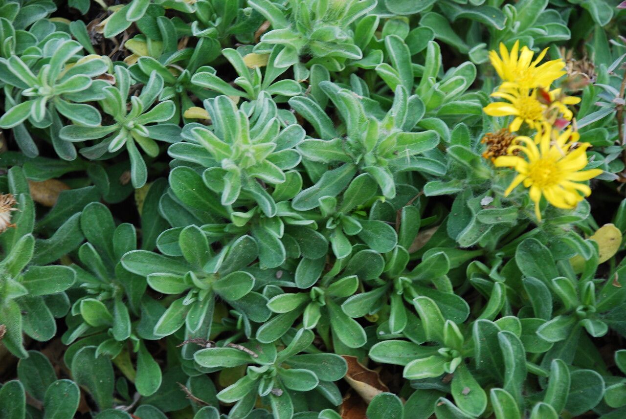 Heterotheca sessiliflora — houseplant care guide