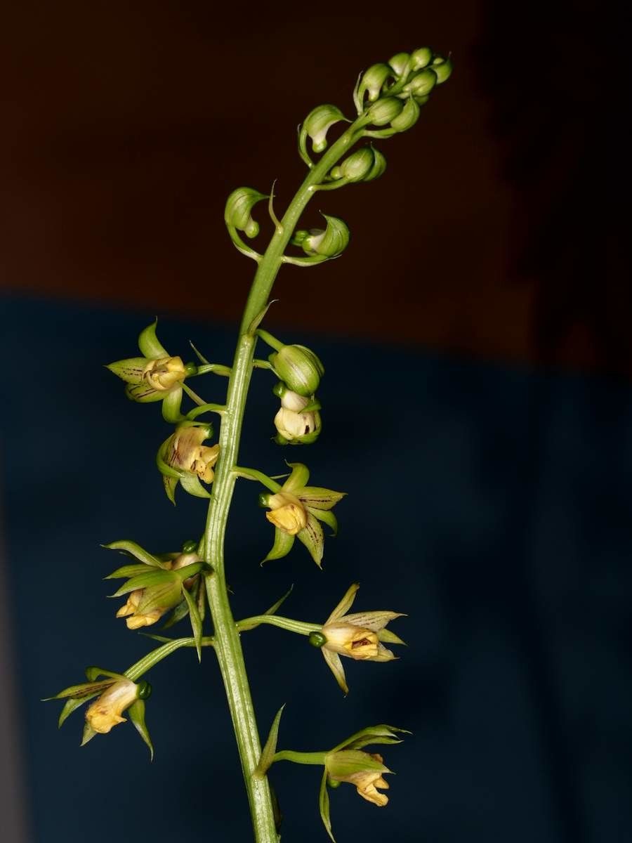 Eulophia moratii — houseplant care guide