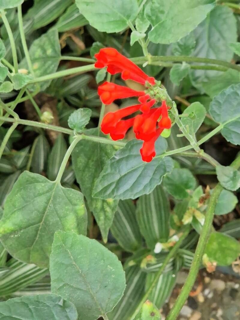Scutellaria incarnata flower