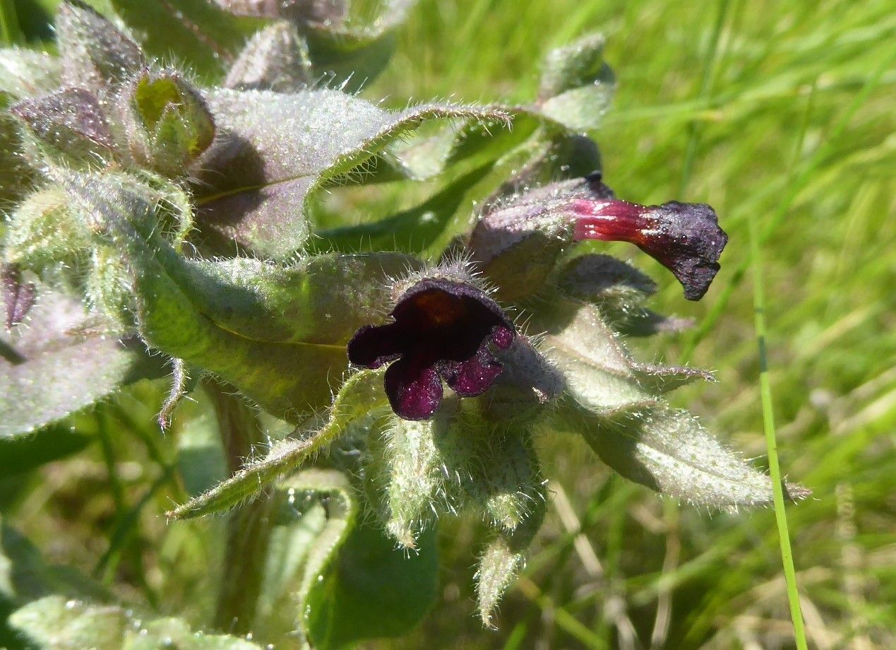 Nonea rossica flower
