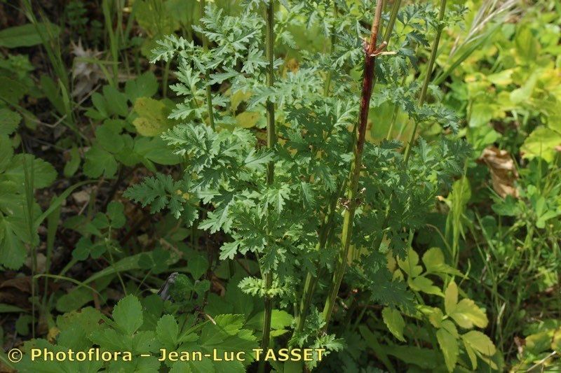 Scrophularia tanacetifolia other