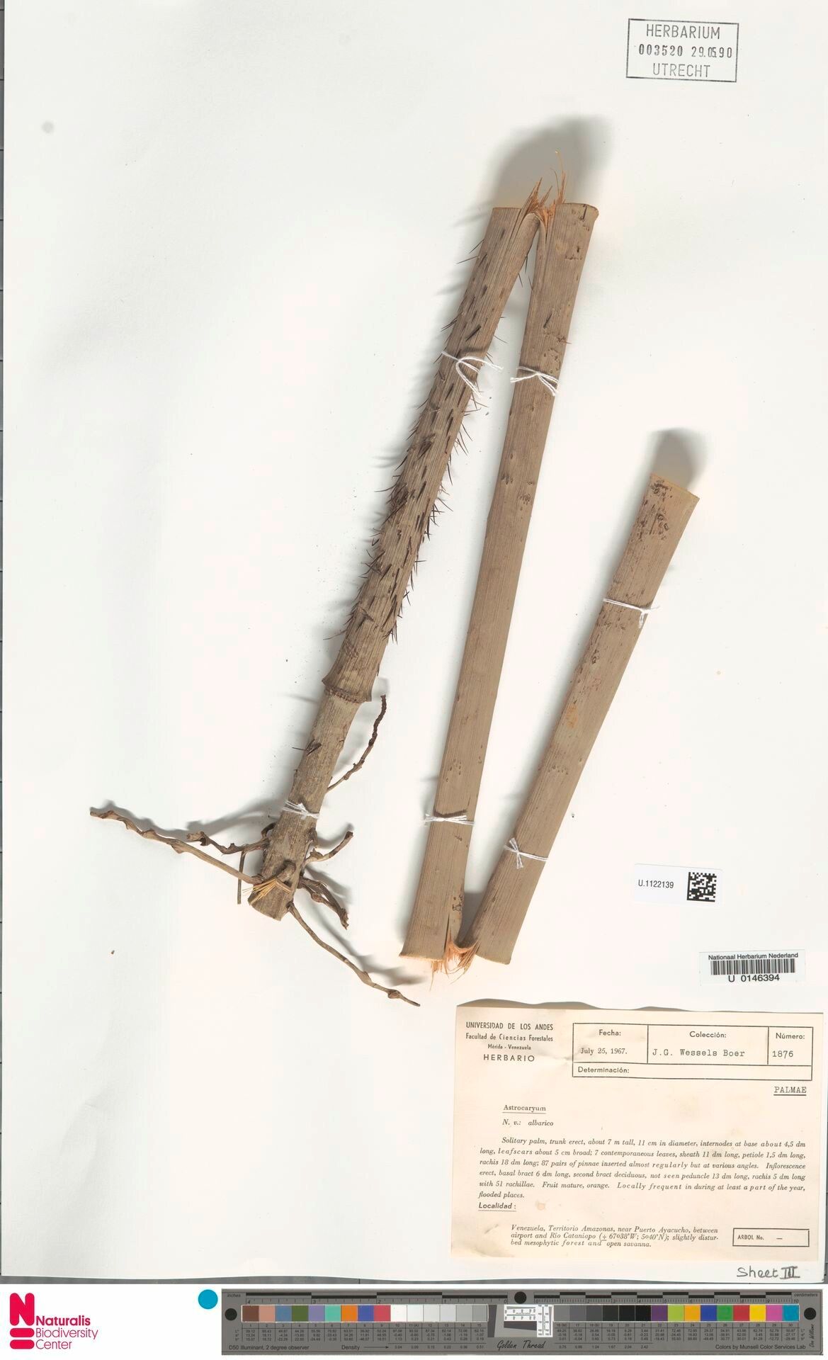 Astrocaryum jauari bark