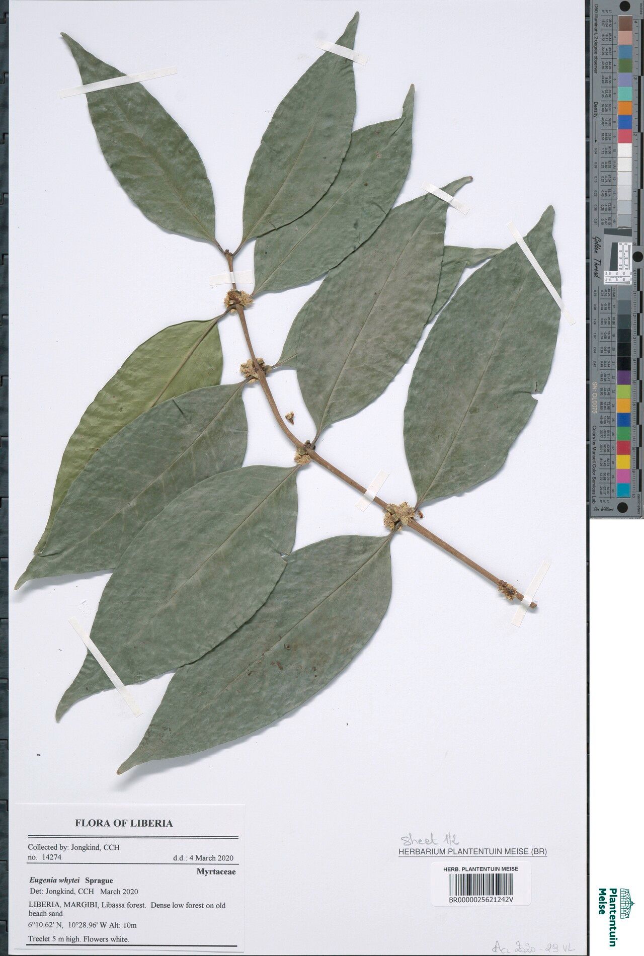 Eugenia whytei — houseplant care guide