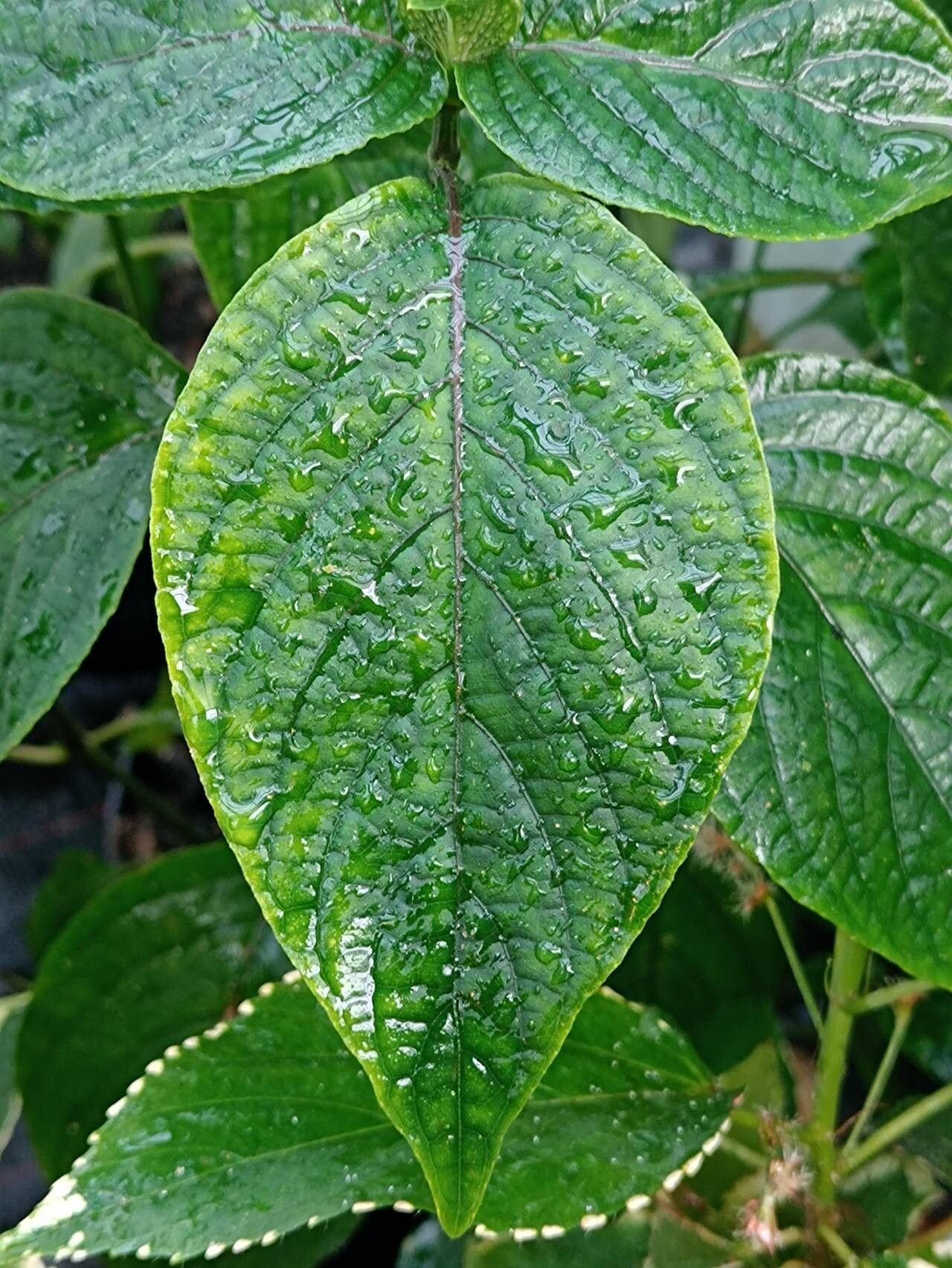 Eranthemum wattii — houseplant care guide