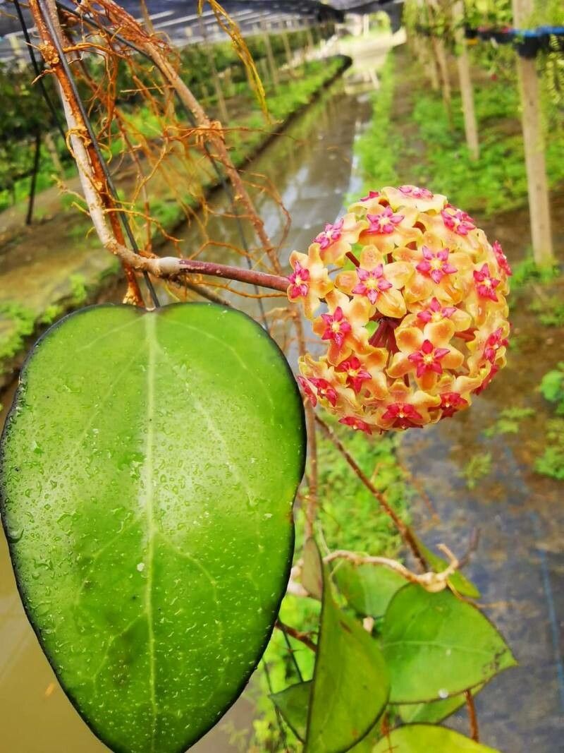 Hoya vitellina — search result for 'Hoya'