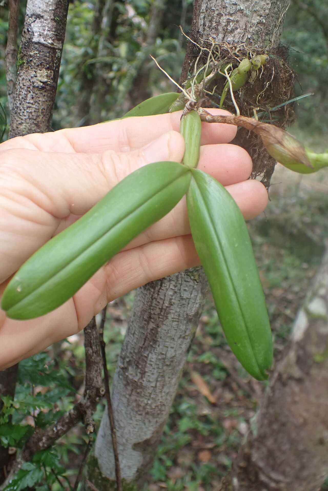 Bulbophyllum protectum — houseplant care guide