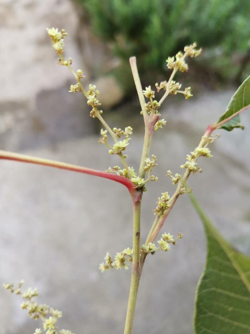 Allophylus abyssinicus flower