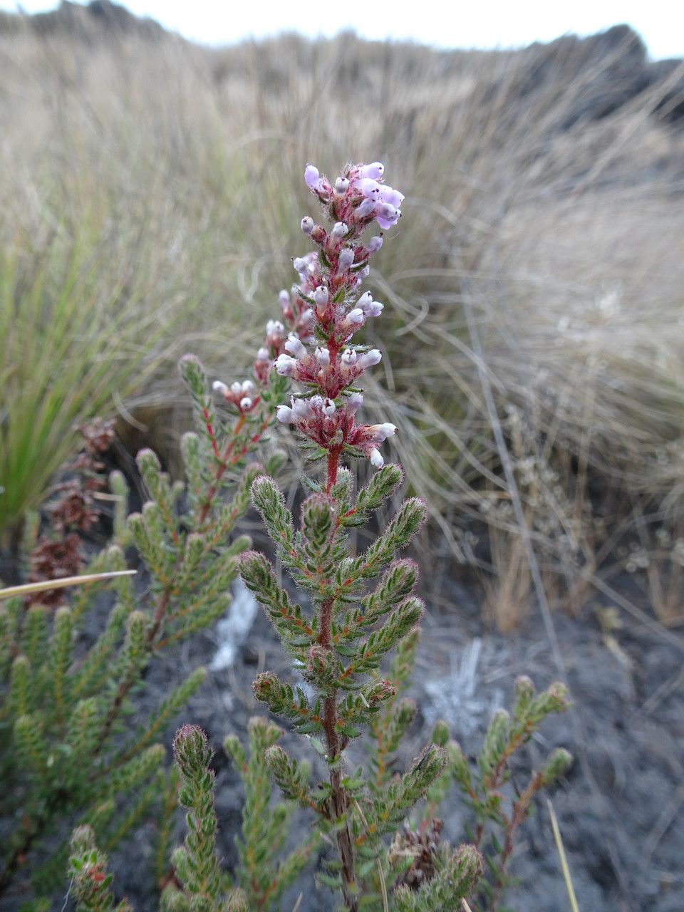 Erica silvatica — search result for 'Erica'