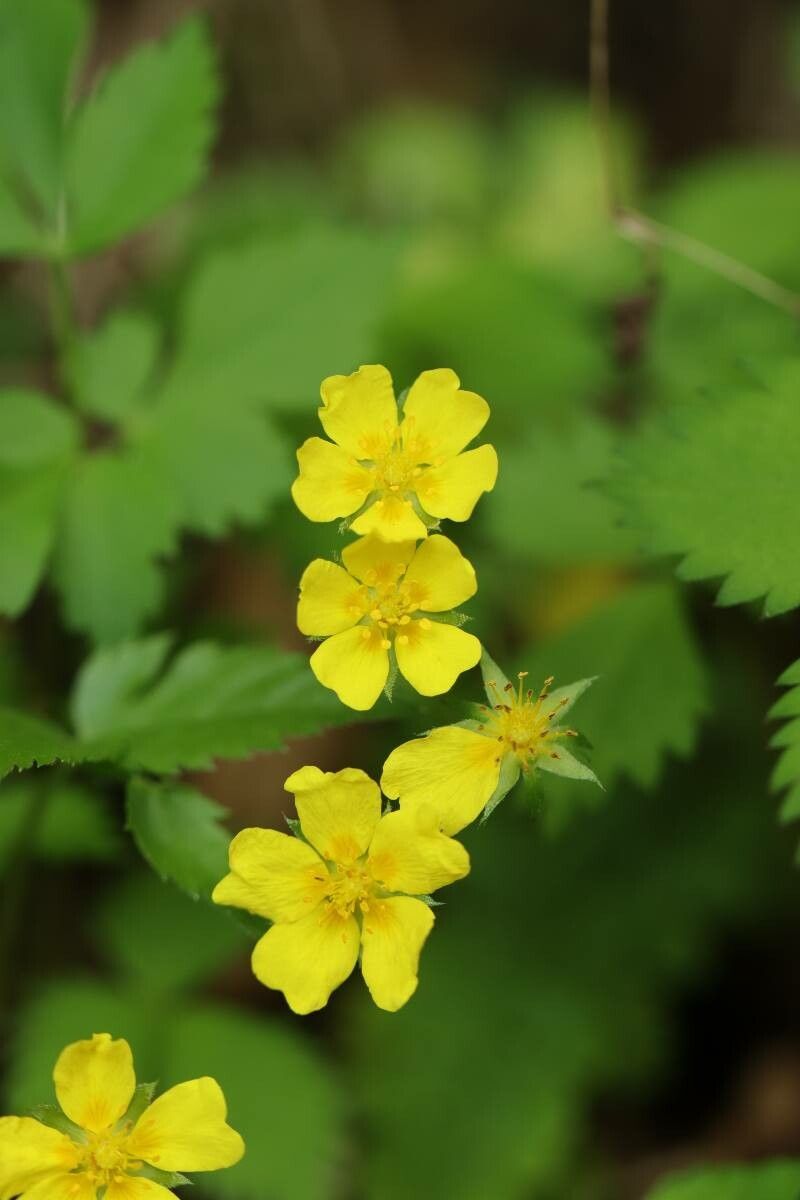 Potentilla rosulifera — houseplant care guide
