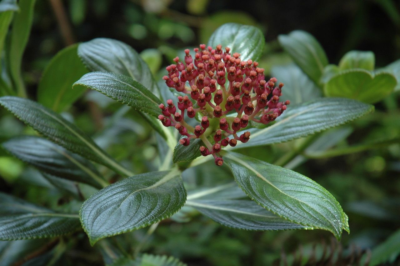 Hydrangea arguta fruit