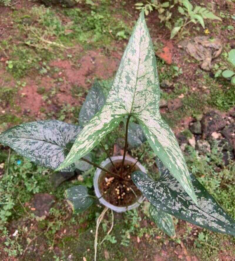 Cyrtosperma beccarianum — related species from the same genus