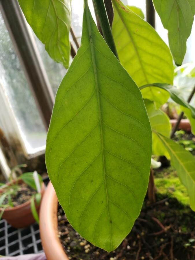 Carapichea ipecacuanha — search result for 'Nicaragua'