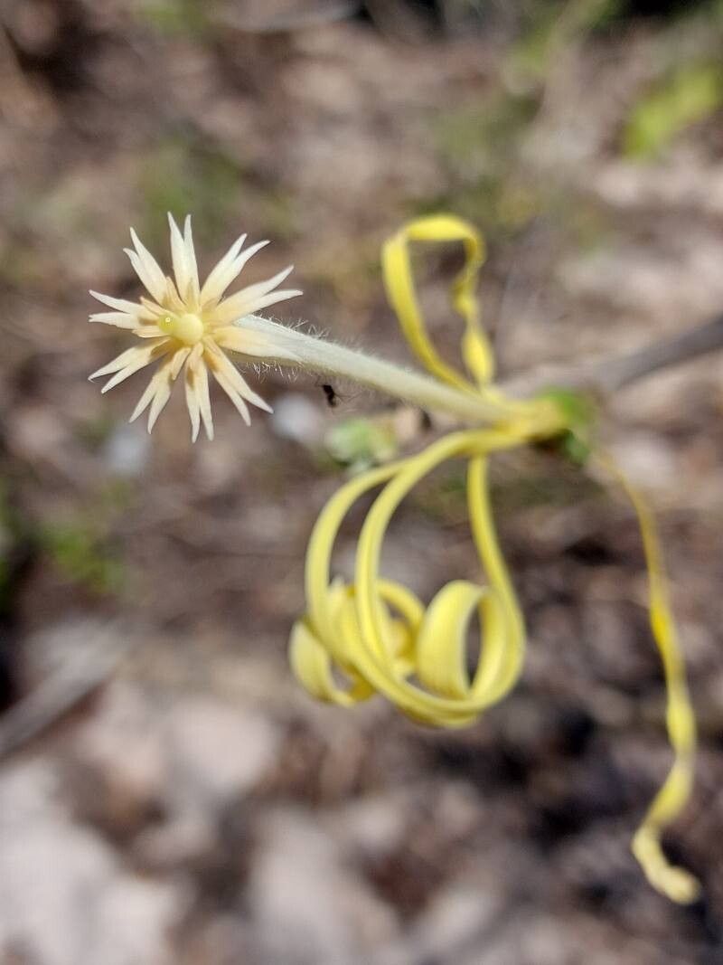 Turraea sericea flower