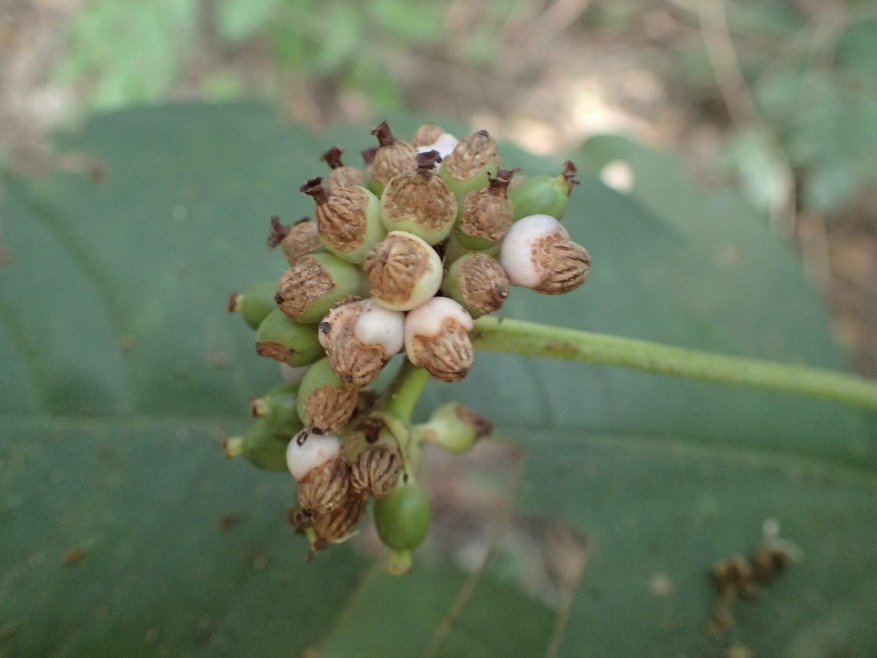 Psychotria vogeliana fruit