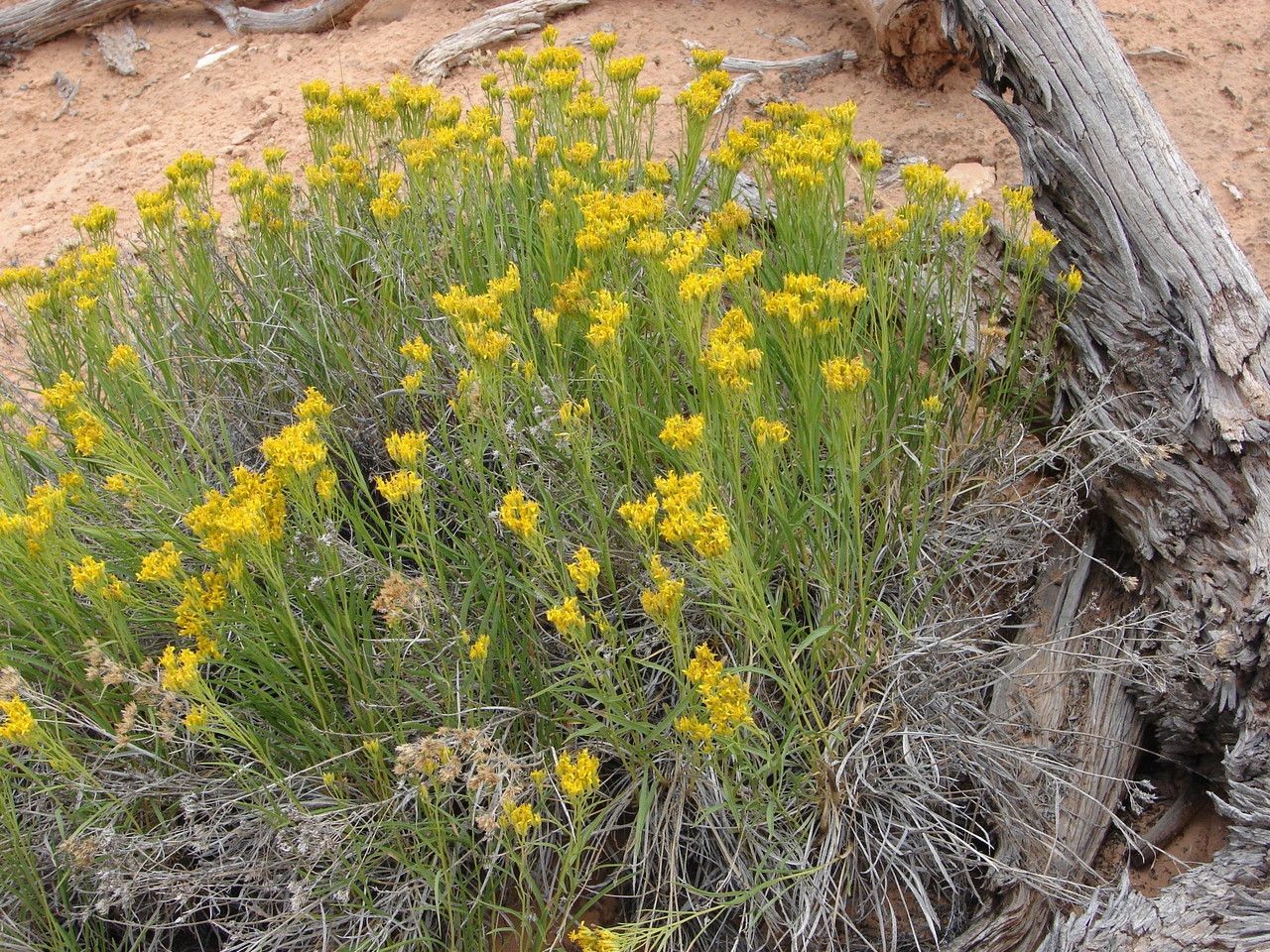 Chrysothamnus viscidiflorus flower