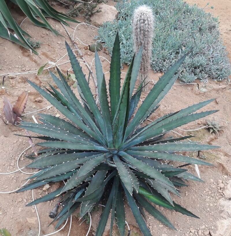 Agave karwinskii — houseplant care guide