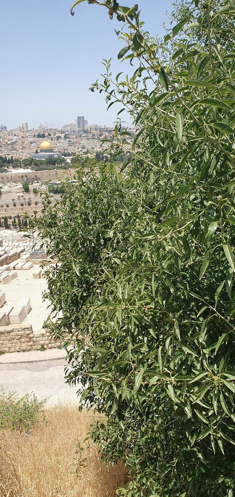 Pyrus syriaca — search result for 'Syria'