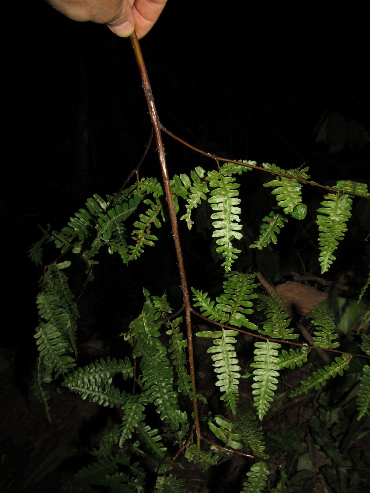 Pteris intricata leaf