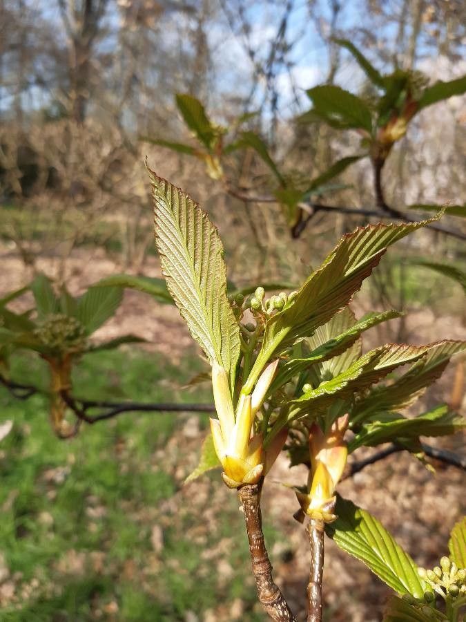 Sorbus caloneura leaf