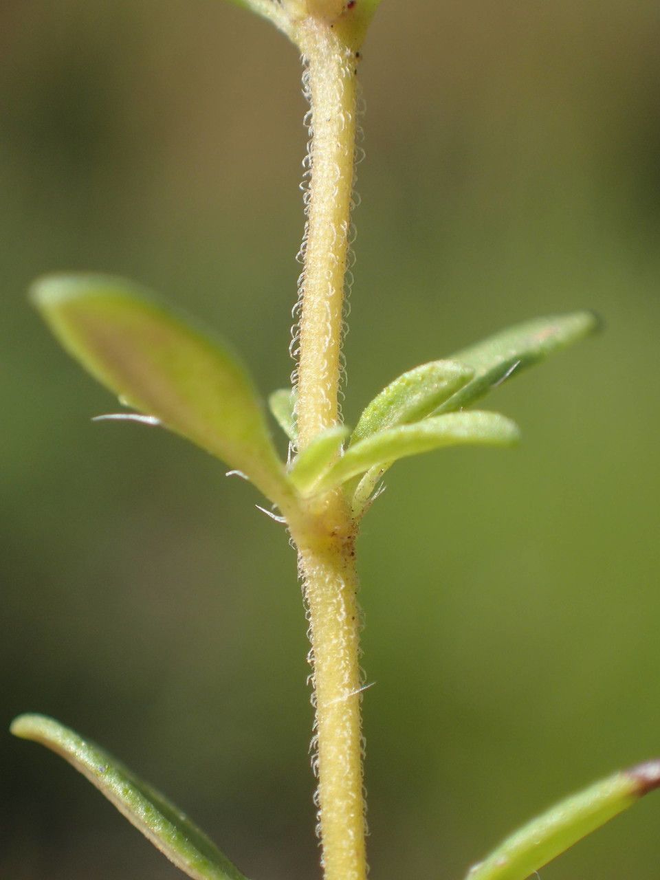 Thymus embergeri bark