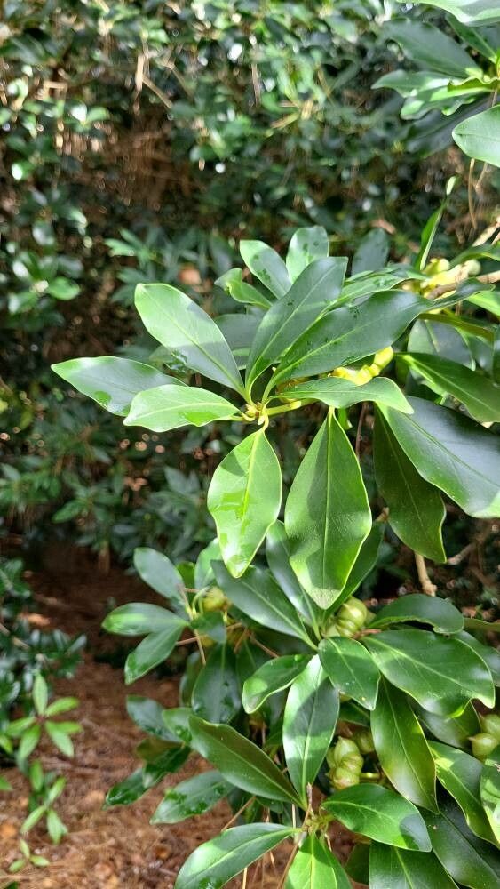 Illicium anisatum leaf