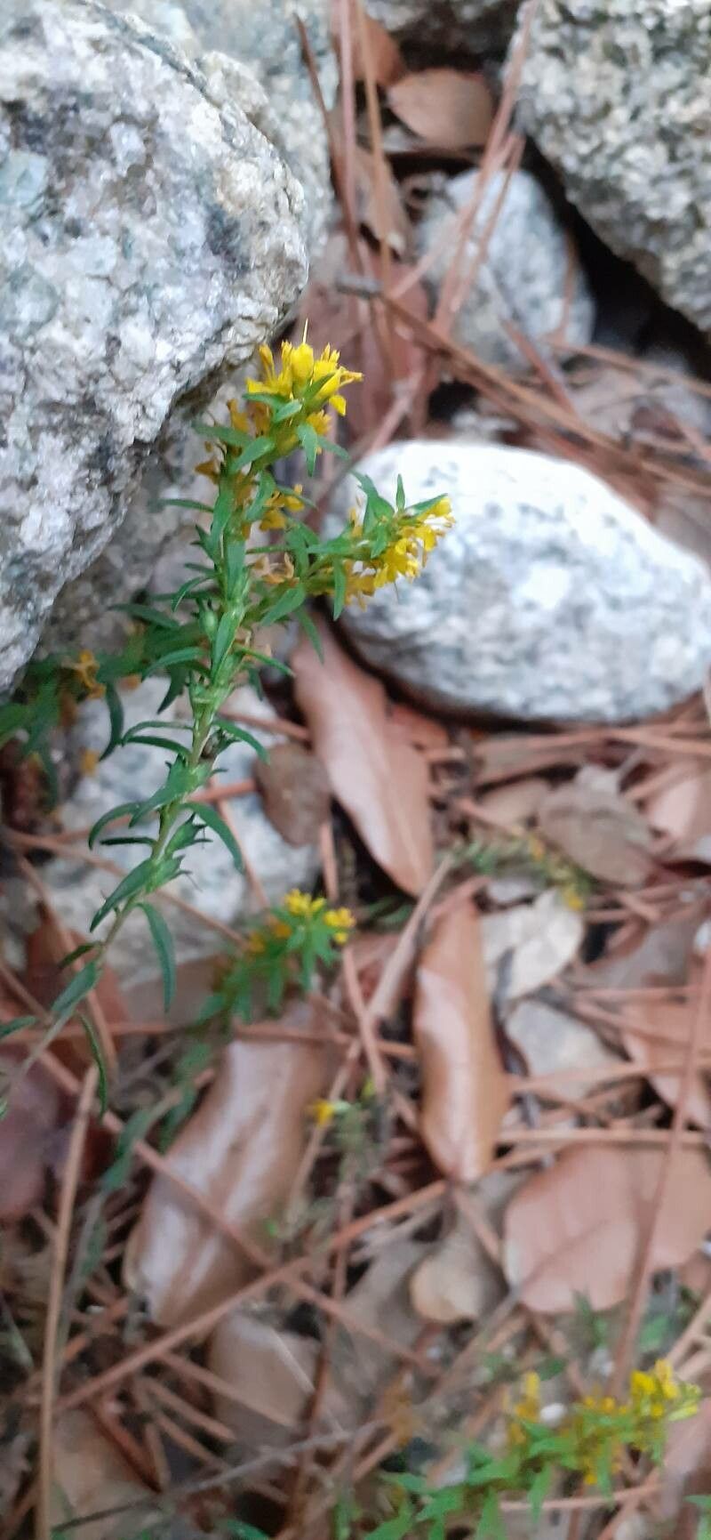 Odontites luteus leaf