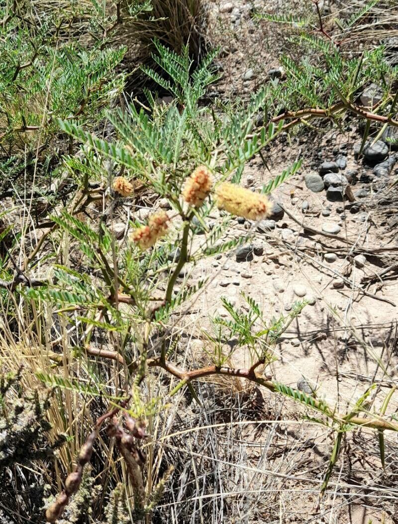Prosopis alpataco habit