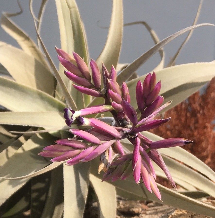 Tillandsia latifolia flower