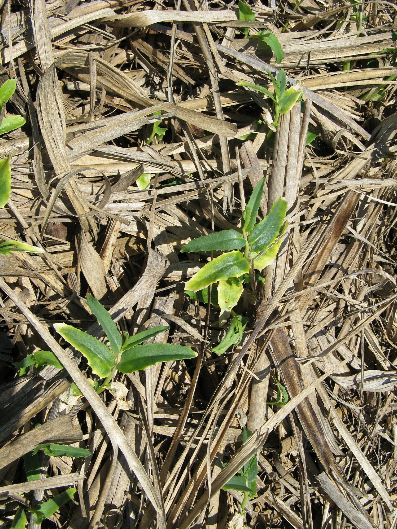 Lobelia concolor — houseplant care guide