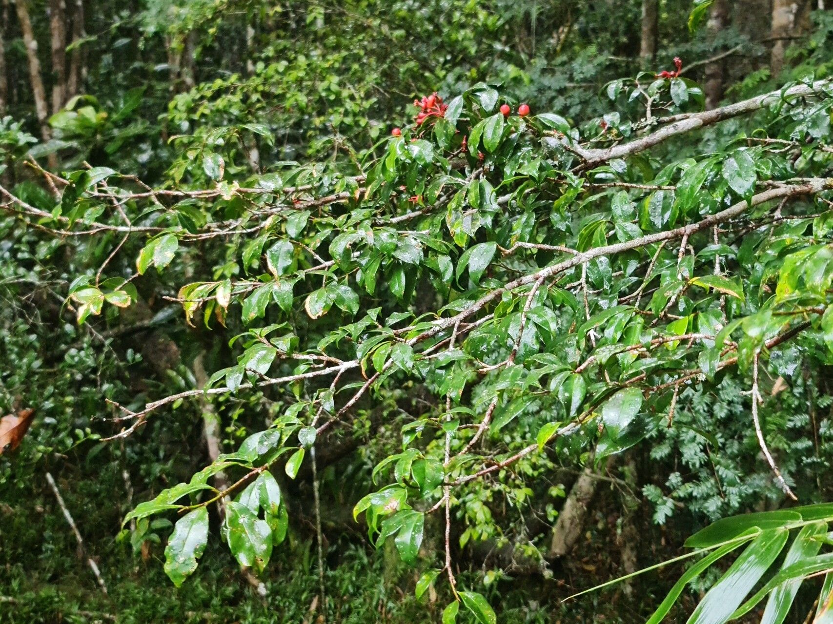 Symphonia urophylla habit