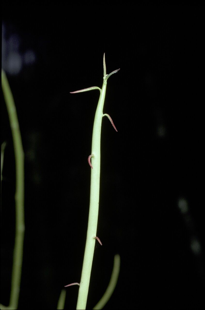 Euphorbia ceroderma — houseplant care guide