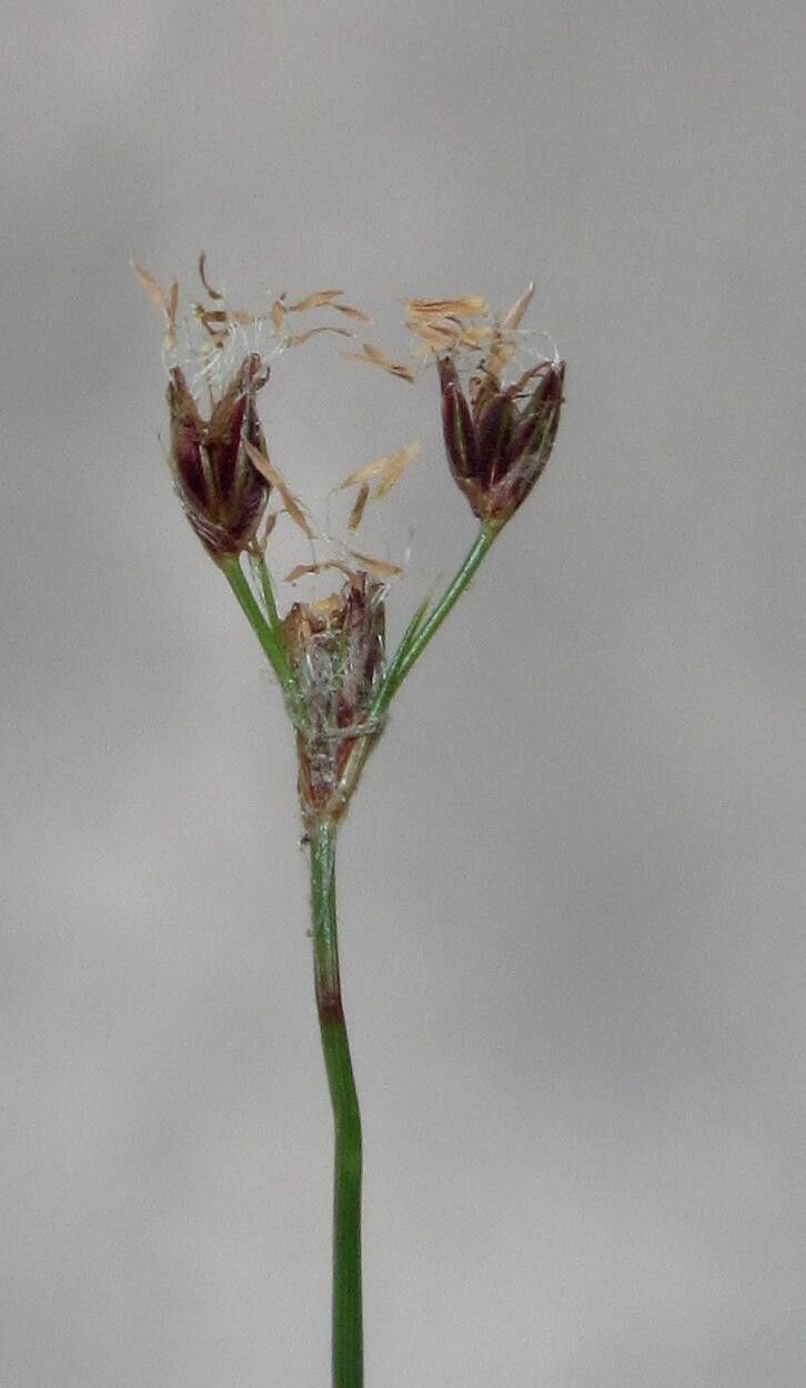 Bulbostylis contexta flower