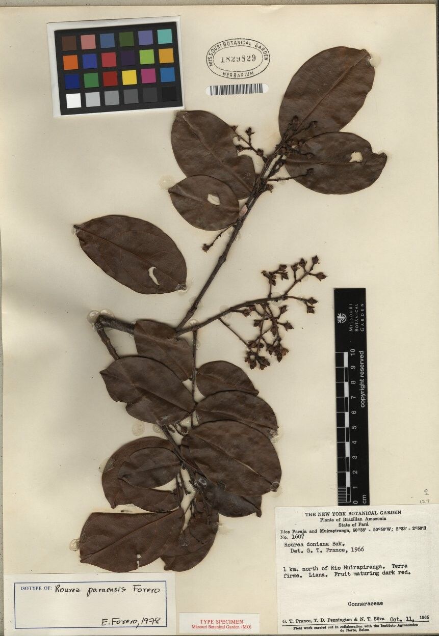 Rourea paraensis — houseplant care guide