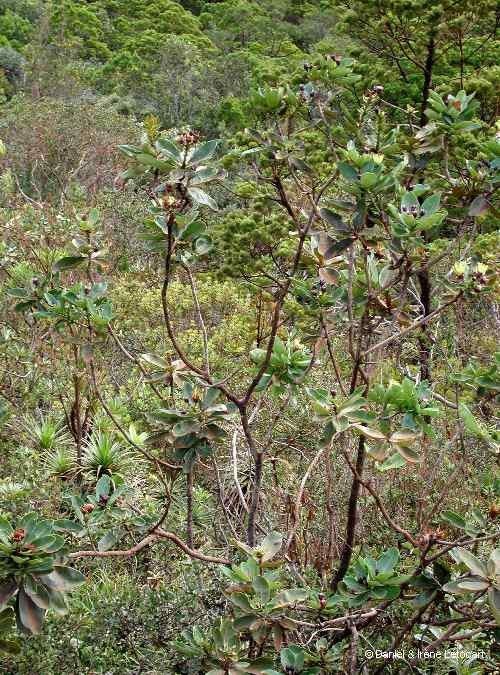Xanthostemon gugerlii habit