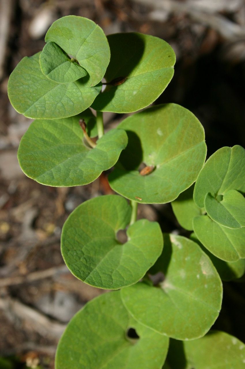 Aristolochia navicularis — search result for 'Aristolochia'