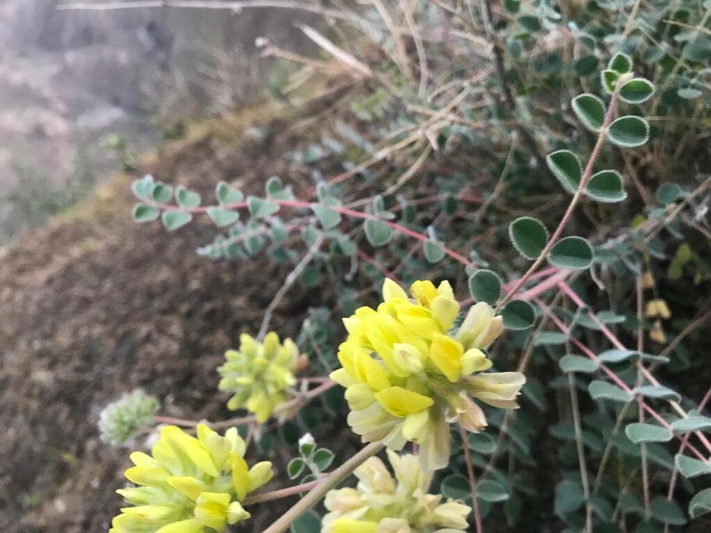 Astragalus kirrindicus flower