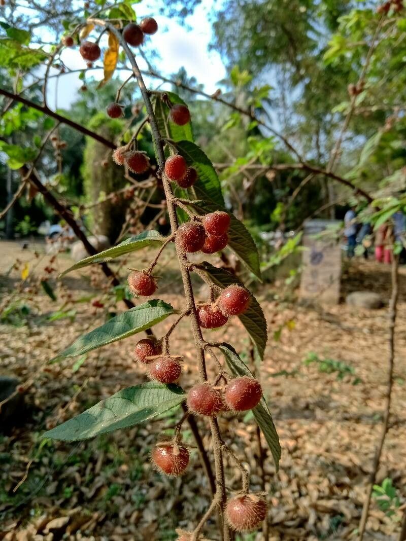 Grewia hirsuta fruit