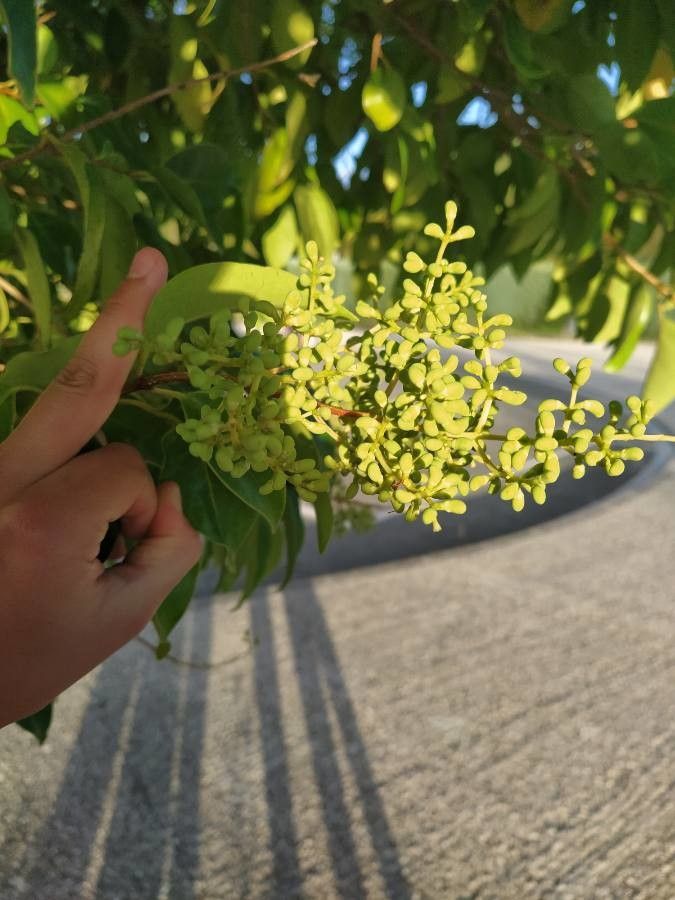 Tristellateia australasiae fruit