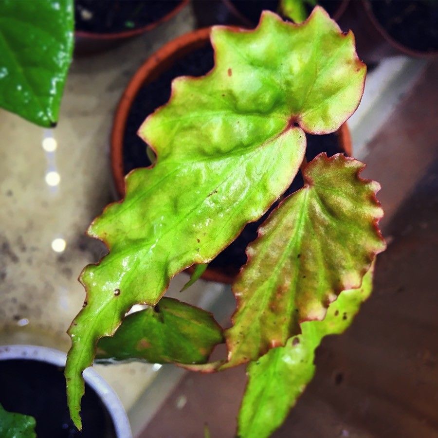 Begonia borneensis — houseplant care guide