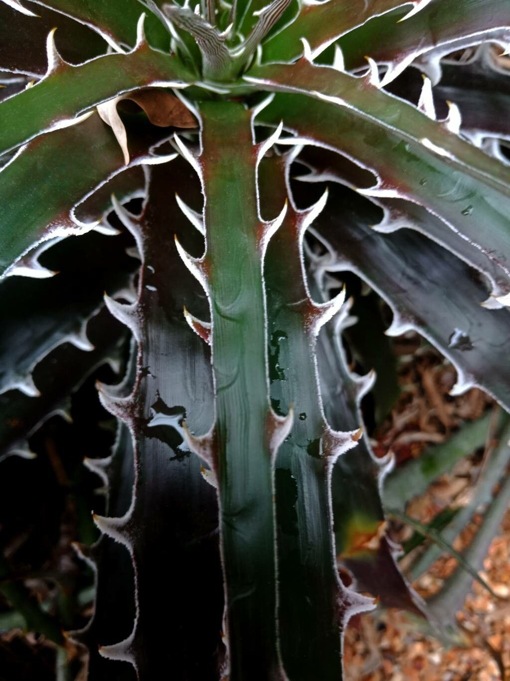 Dyckia encholirioides — houseplant care guide