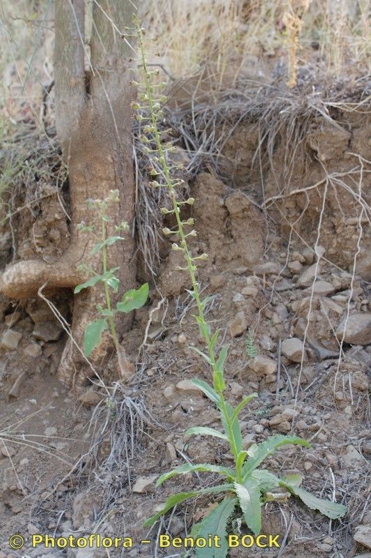 Verbascum capitis-viridis — search result for 'Verbascum'