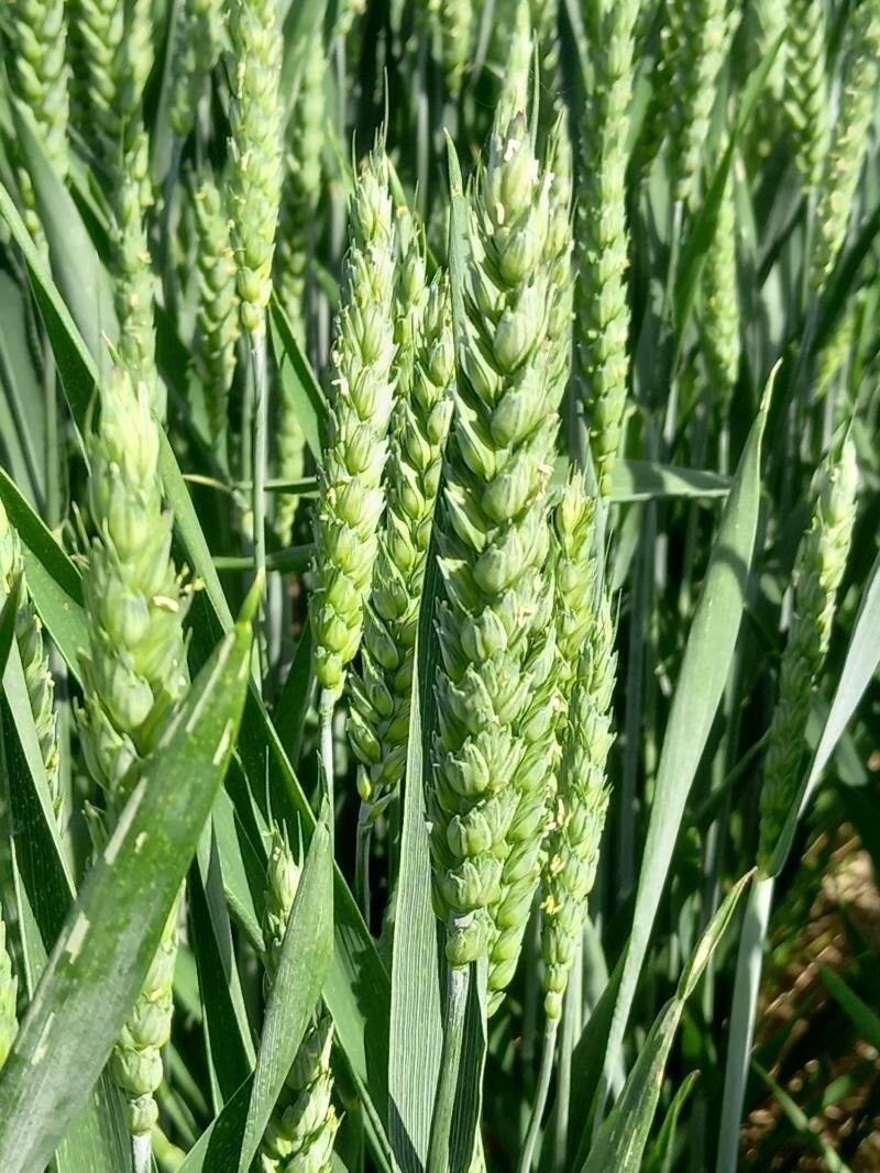 Triticum aestivum flower