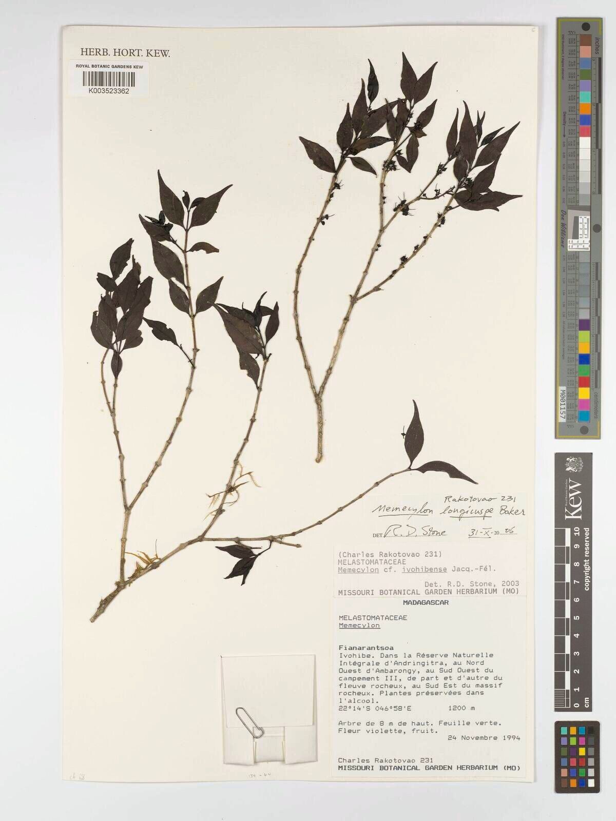 Memecylon longicuspe — houseplant care guide