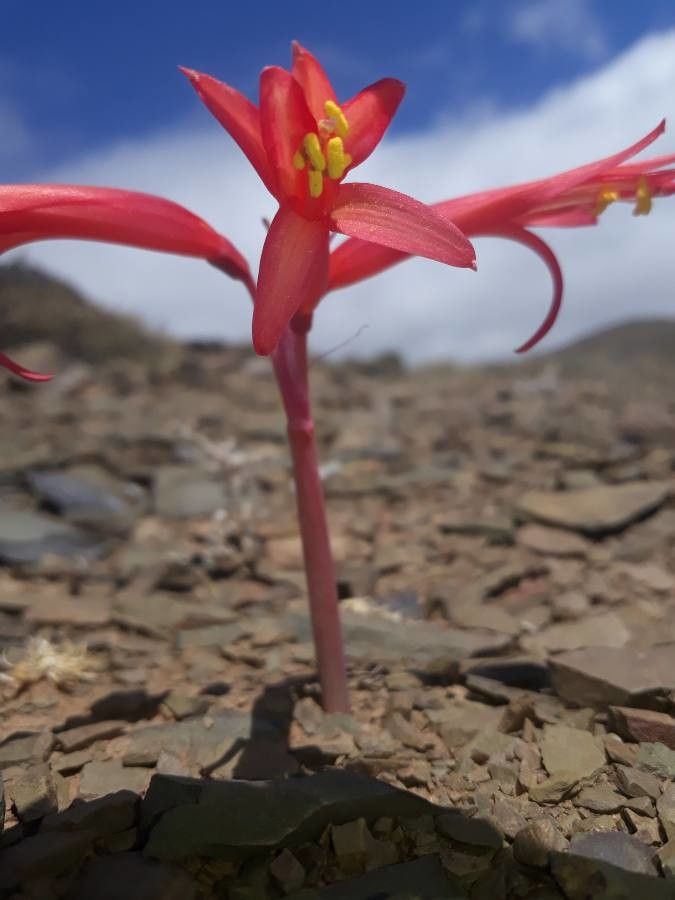 Brunsvigia orientalis flower