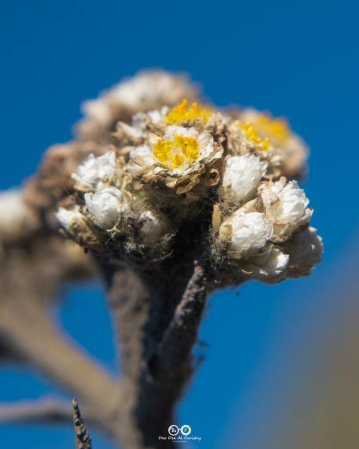 Anaphalis javanica flower