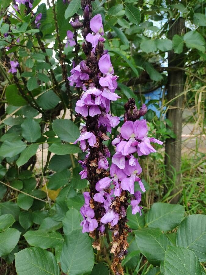 Dioclea guianensis flower