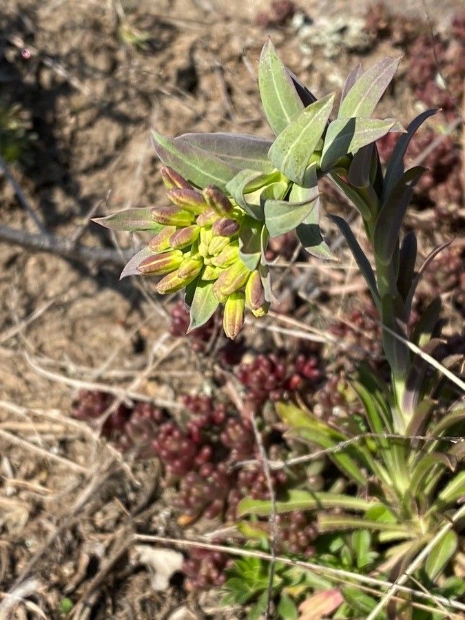 Alyssoides utriculata flower